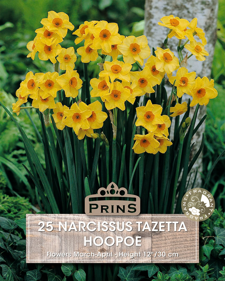 Narcissus Hoopoe 25 Per Pack