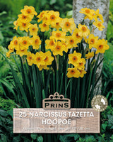 Narcissus Hoopoe 25 Per Pack