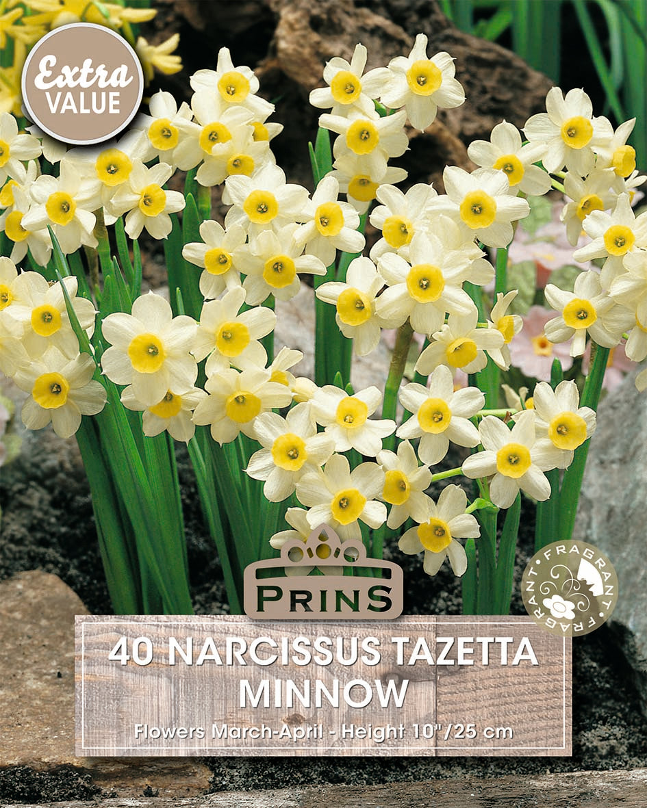 Narcissus Minnow Crate 40 Per Pack