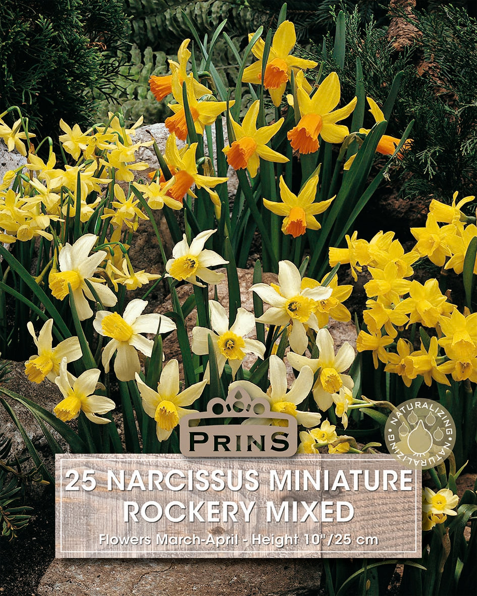 Narcissus Rockery Mixed 25 Per Pack