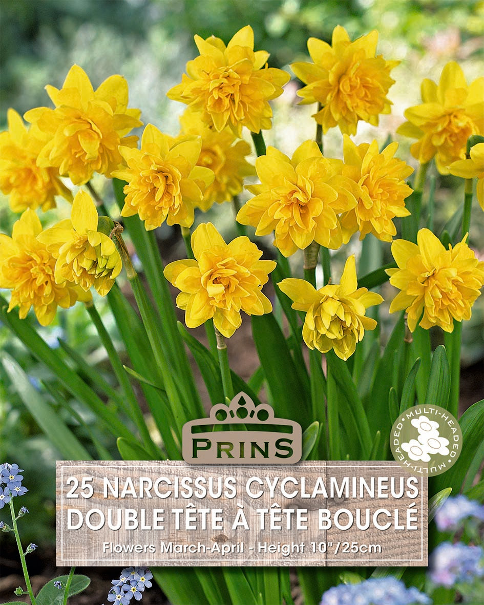 Narcissus Tete a Tete 25 Per Pack