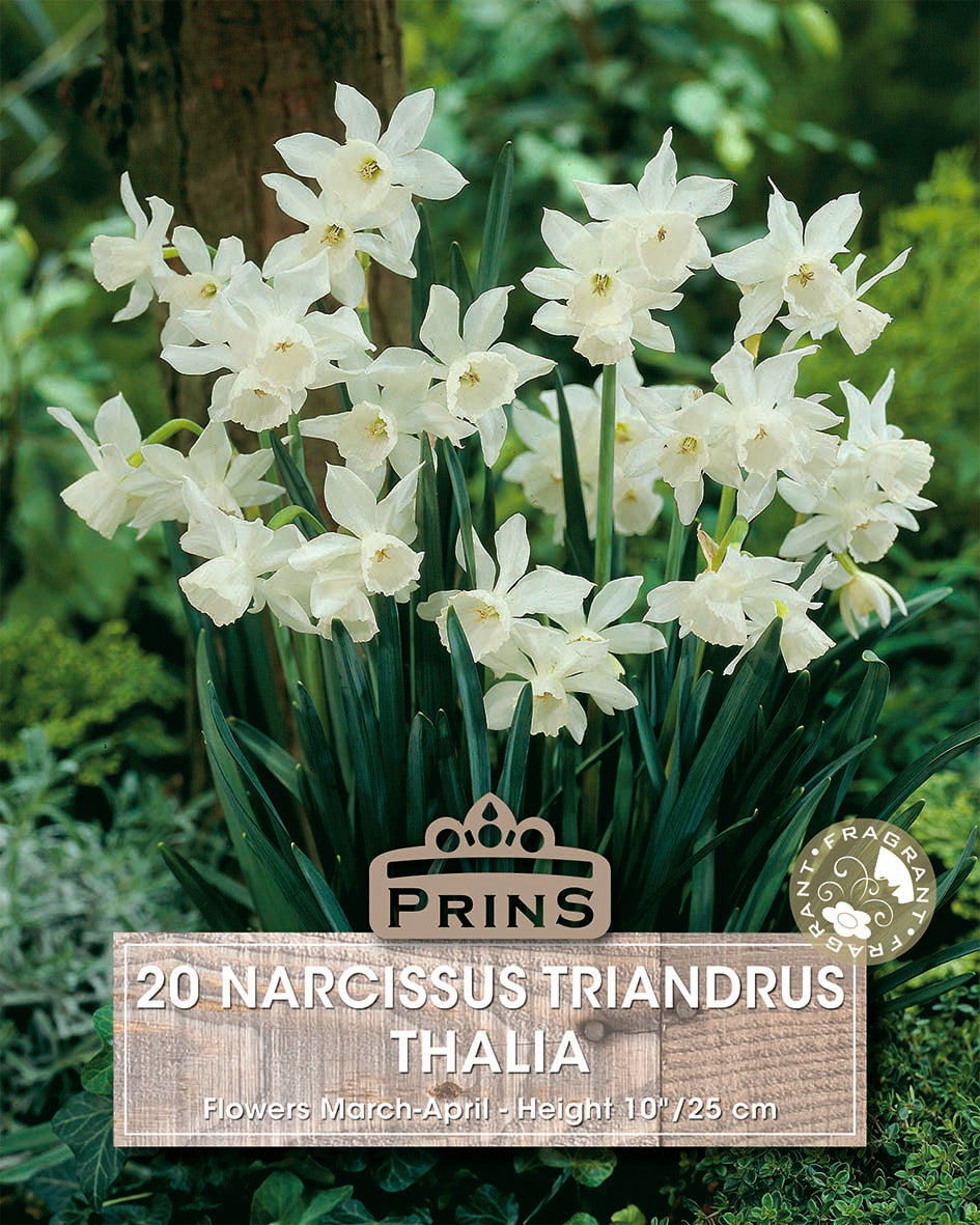 Narcissus Thalia 10 Per Pack