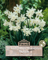 Narcissus Thalia 10 Per Pack