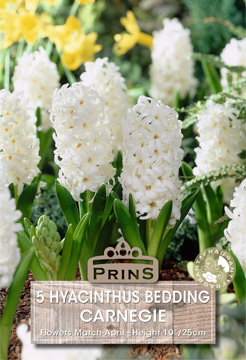 Hyacinth Carnegie 5 Per Pack