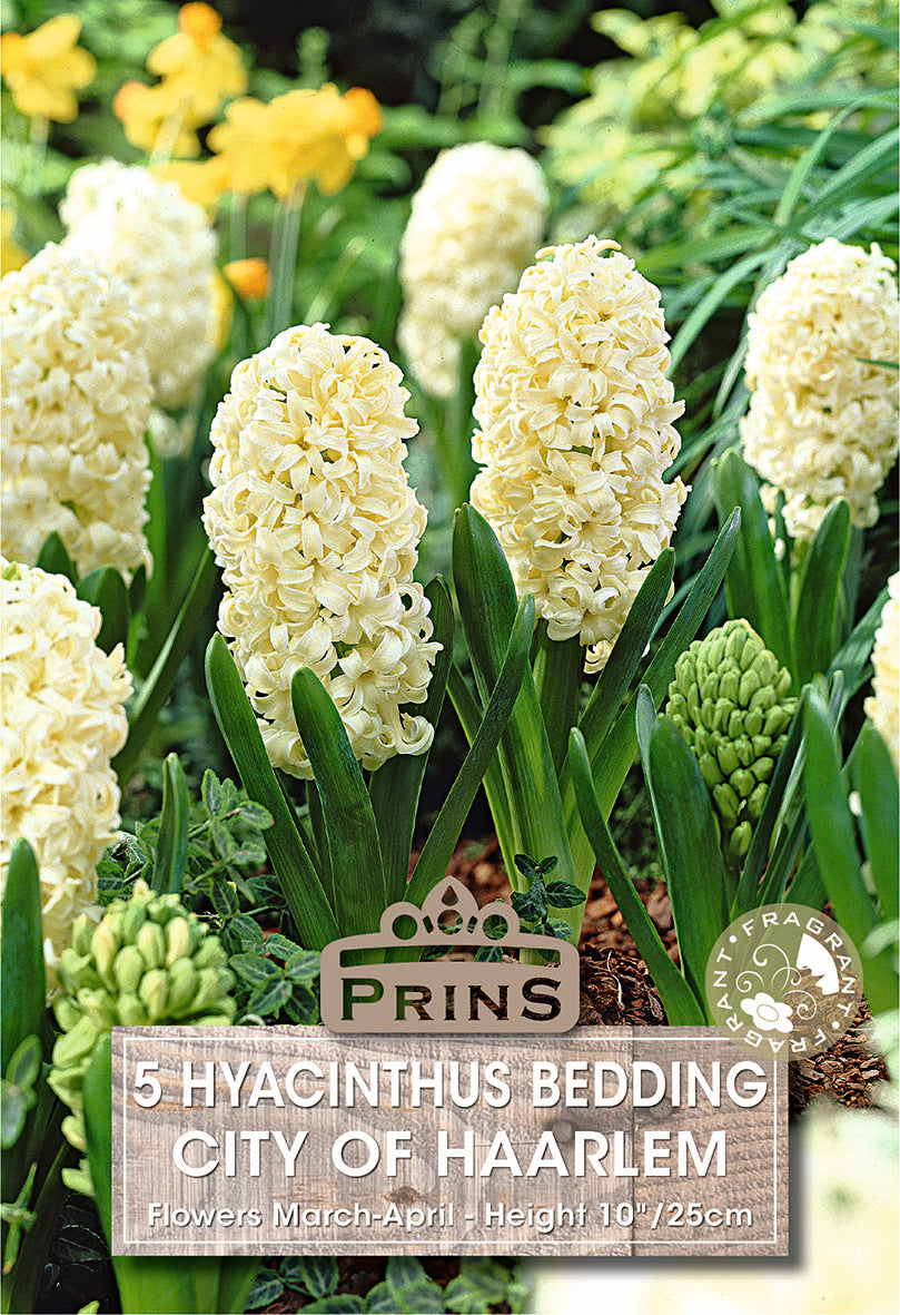 Hyacinth City Of Haarlem 5 Per Pack