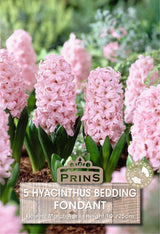 Hyacinth Fondante 5 Per Pack