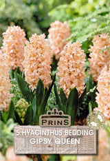 Hyacinth Gipsy Queen 5 Per Pack