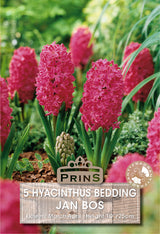 Hyacinth Jan Bos 5 Per Pack