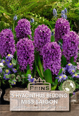 Hyacinth Miss Saigon 5 Per Pack