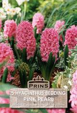 Hyacinth Pink Pearl 5 Per Pack