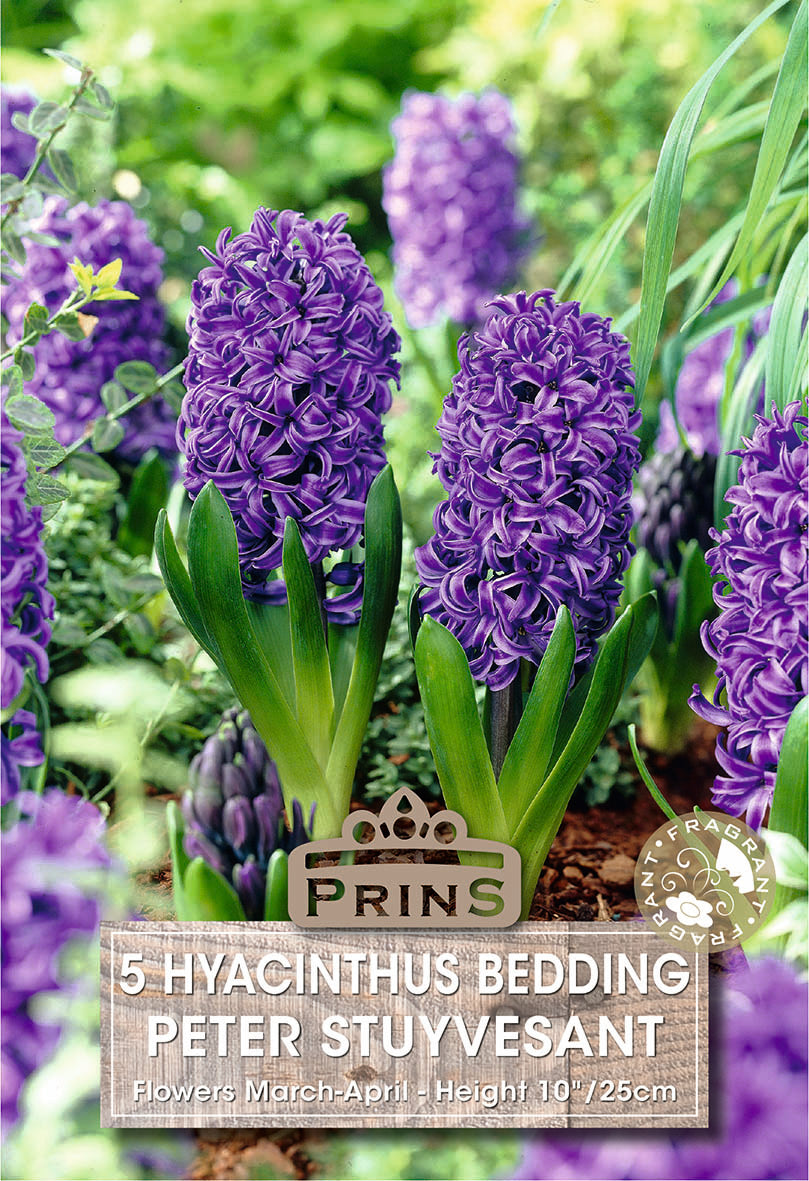 Hyacinth Peter Stuyvesant 5 Per Pack