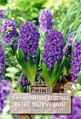 Hyacinth Peter Stuyvesant 5 Per Pack