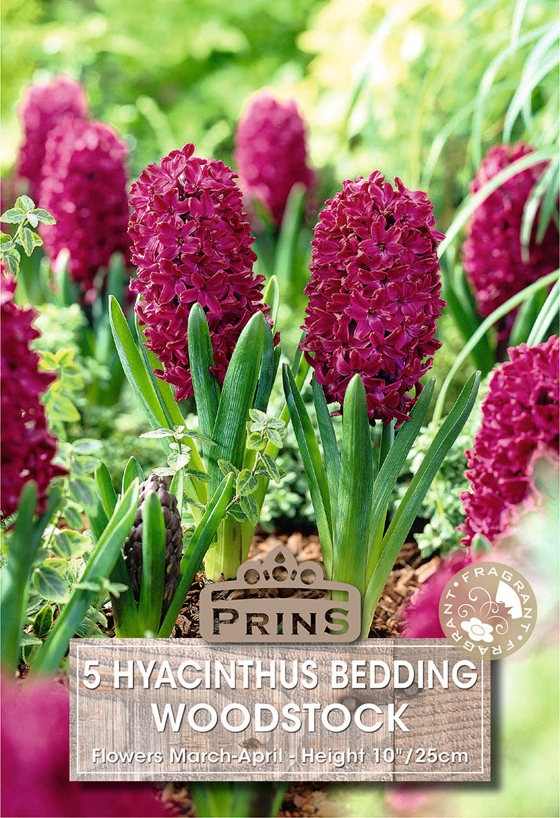 Hyacinth Woodstock 5 Per Pack