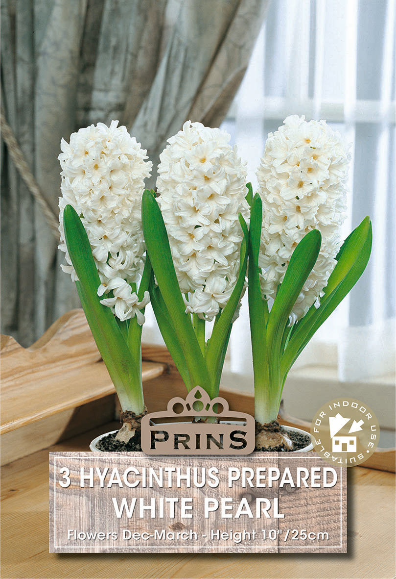 Hyacinth Prepared White Pearl 3 Pack