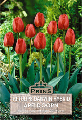 Tulips Apeldoorn 10 Per Pack