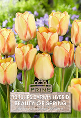 Tulips Beauty Of Spring 10 Per Pack
