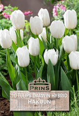 Tulips Hakuun 10 Per Pack