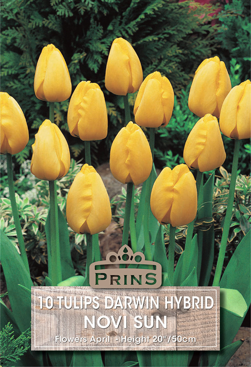 Tulips Novi Sun 10 Per Pack