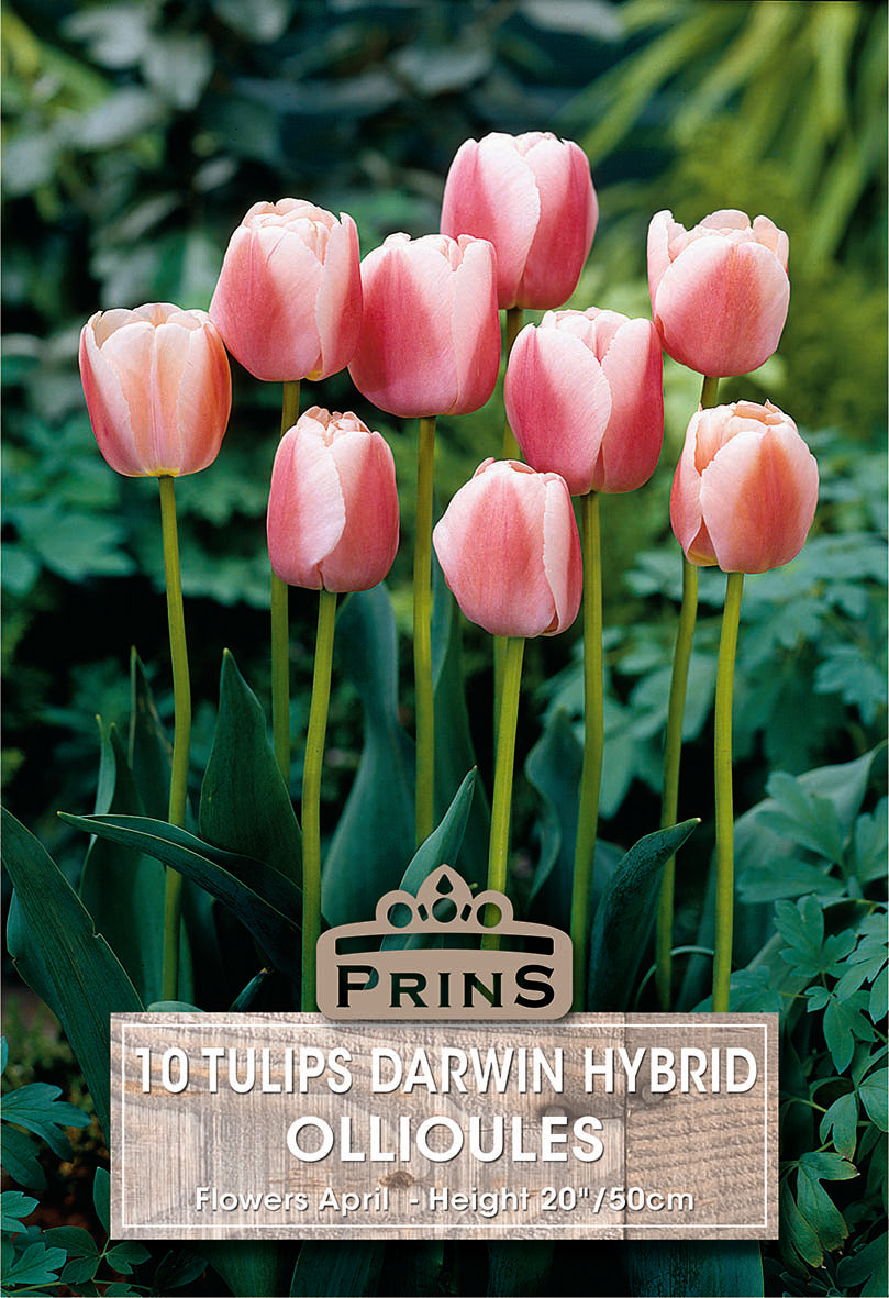 Tulips Ollioules 10 Per Pack