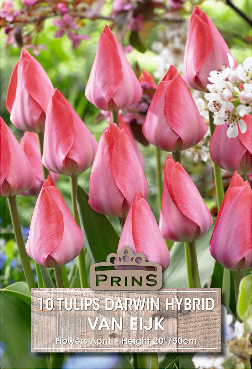 Tulips Van Eijk 10 Per Pack