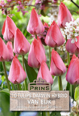 Tulips Van Eijk 10 Per Pack