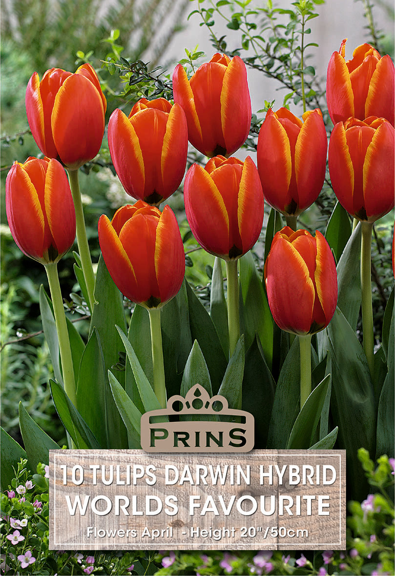 Tulips Worlds Favourite 10 Per Pack
