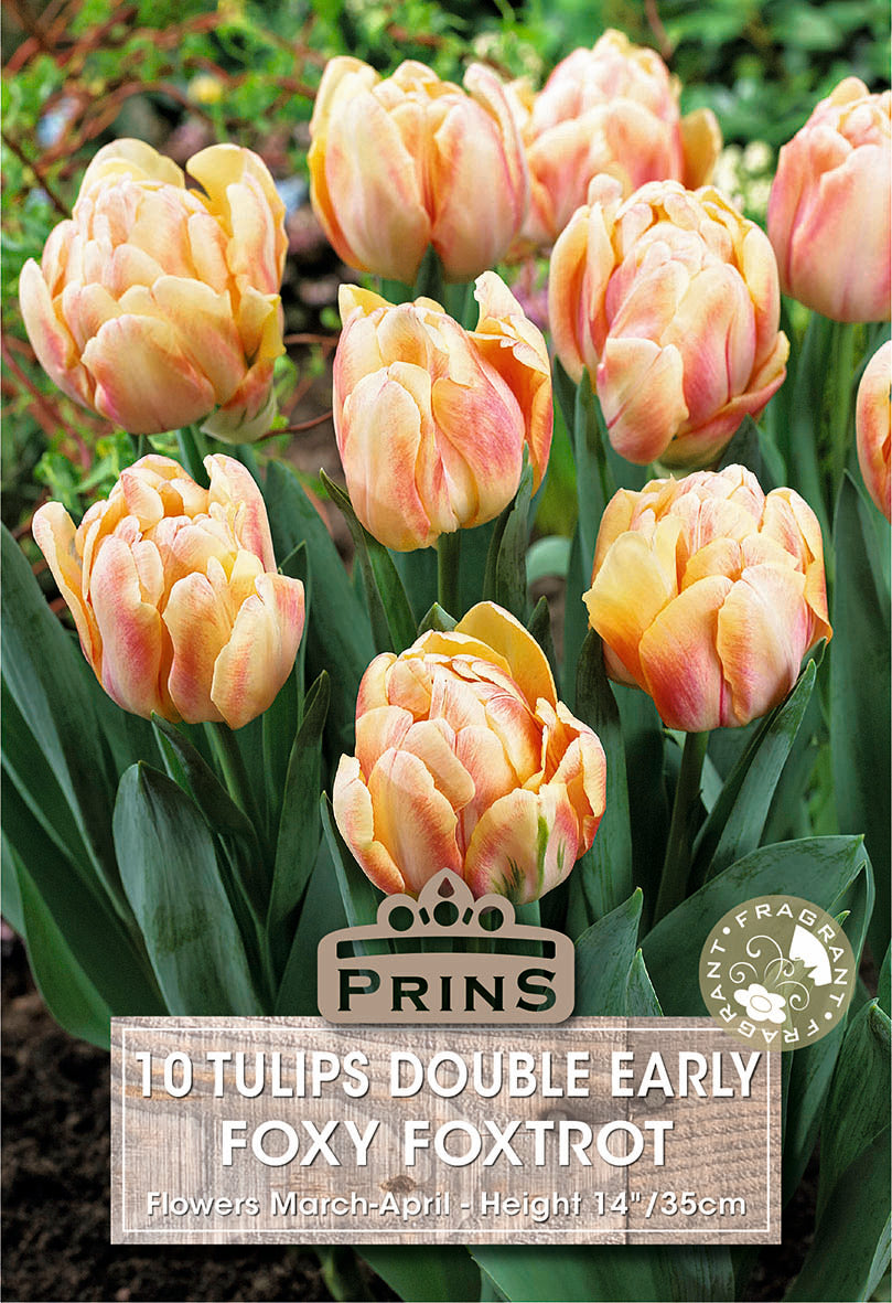 Tulips Foxy Foxtrot 10 Per Pack