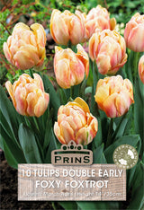 Tulips Foxy Foxtrot 10 Per Pack