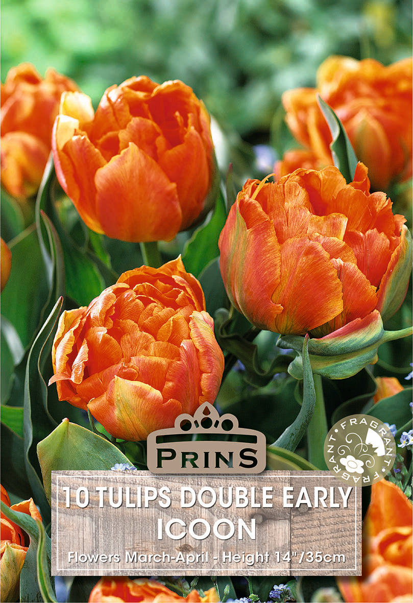 Tulips Icoon 10 Per Pack