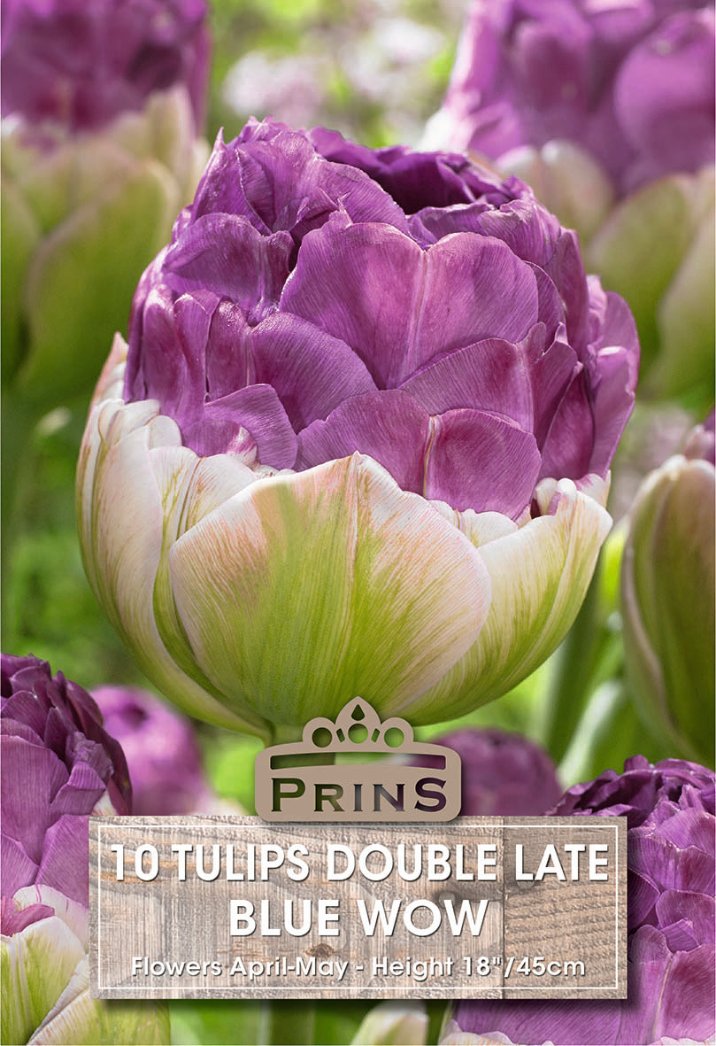 Tulips Blue Wow 10 Per Pack