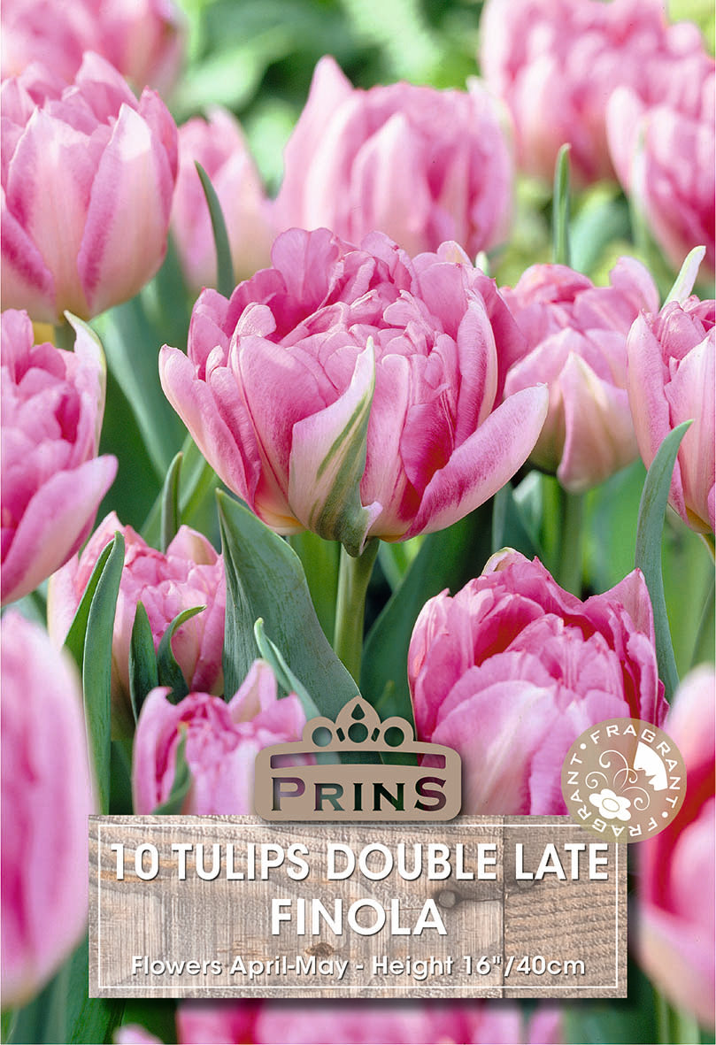 Tulips Finola 10 Per Pack
