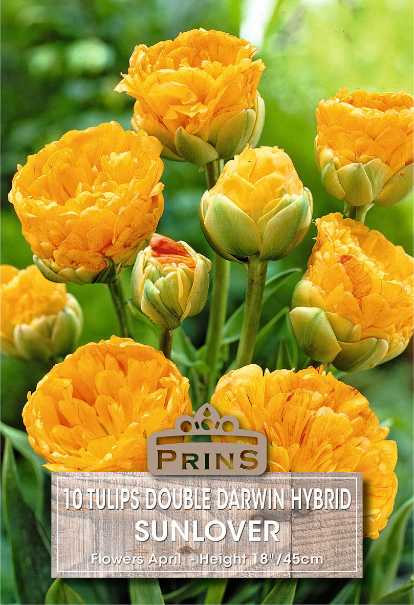 Tulips Sunlover 10 Per Pack