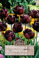 Tulips Uncle Tom 10 Per Pack