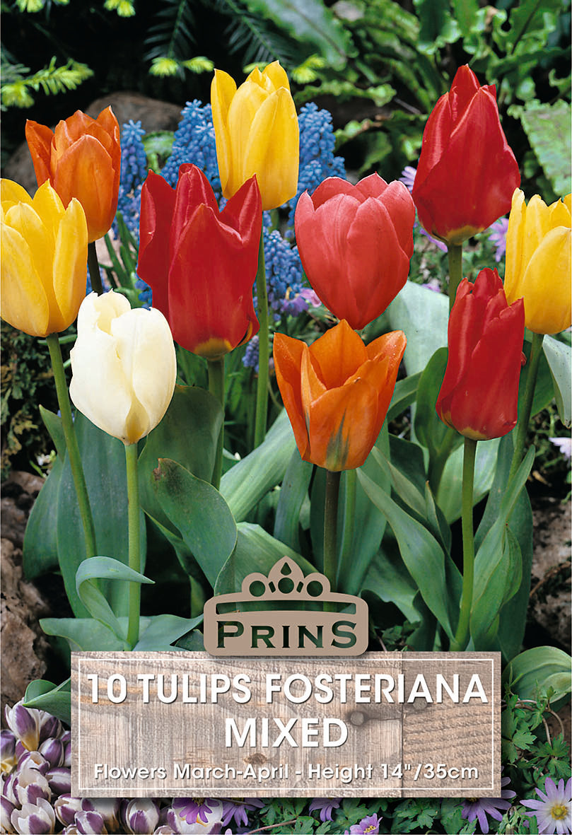 Tulips Fosteriana Mixed 10 Per Pack
