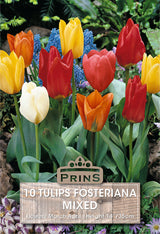 Tulips Fosteriana Mixed 10 Per Pack