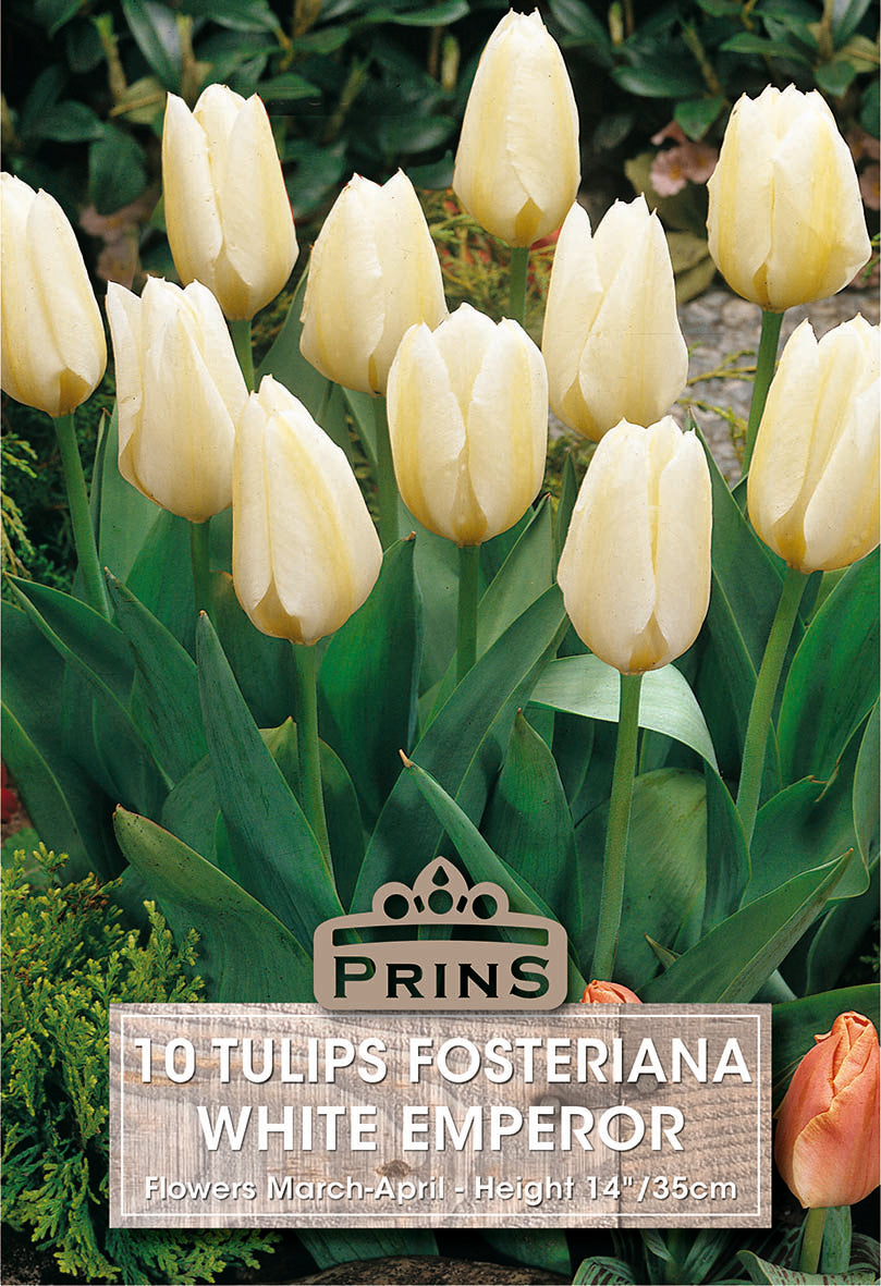 Tulips White Emperor 10 Per Pack