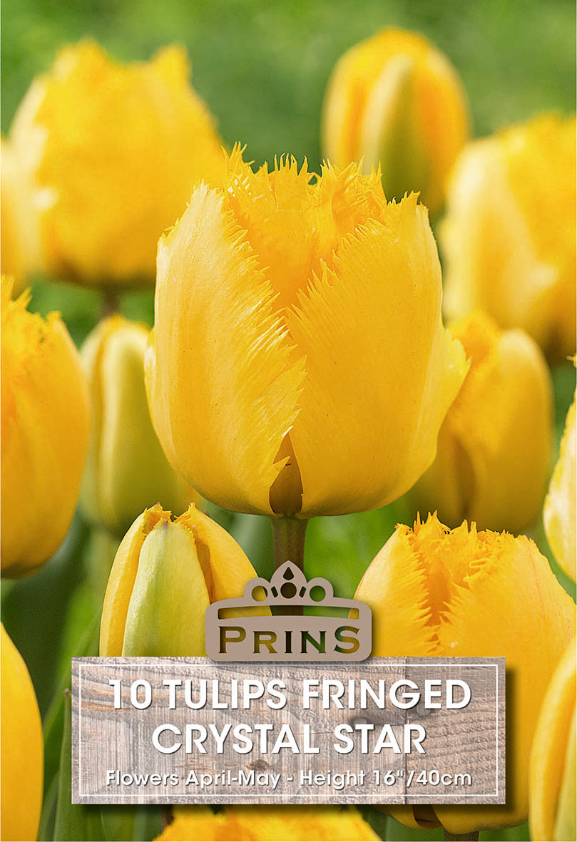 Tulips Crystal Star 10 Per Pack