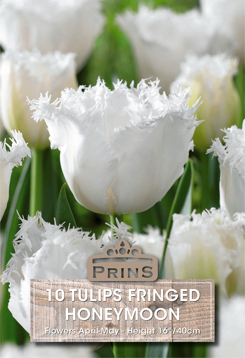 Tulips Honeymoon 10 Per Pack