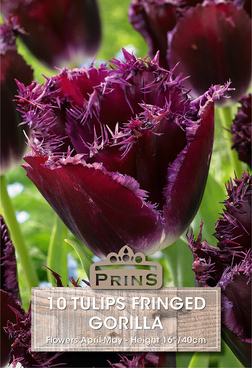 Tulips Gorilla 10 Per Pack