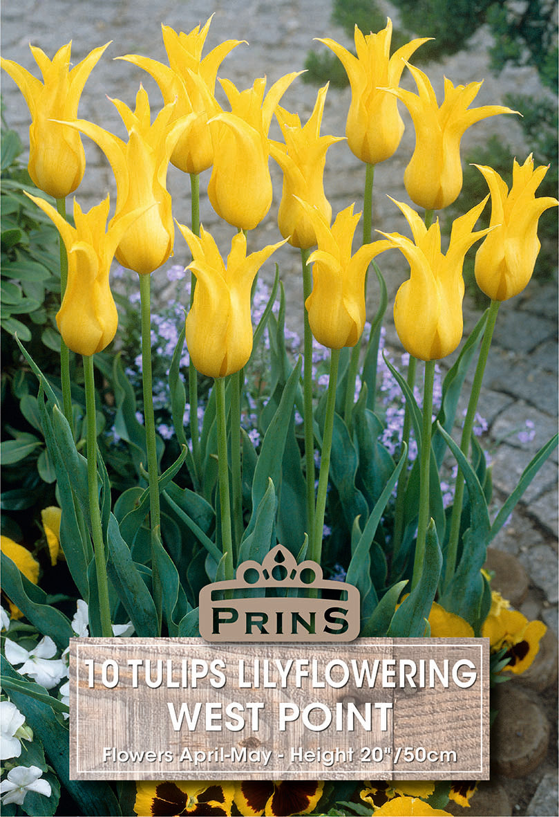 Tulips West Point 10 Per Pack