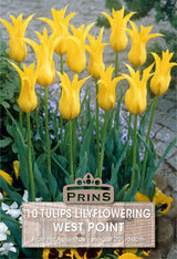 Tulips West Point 10 Per Pack