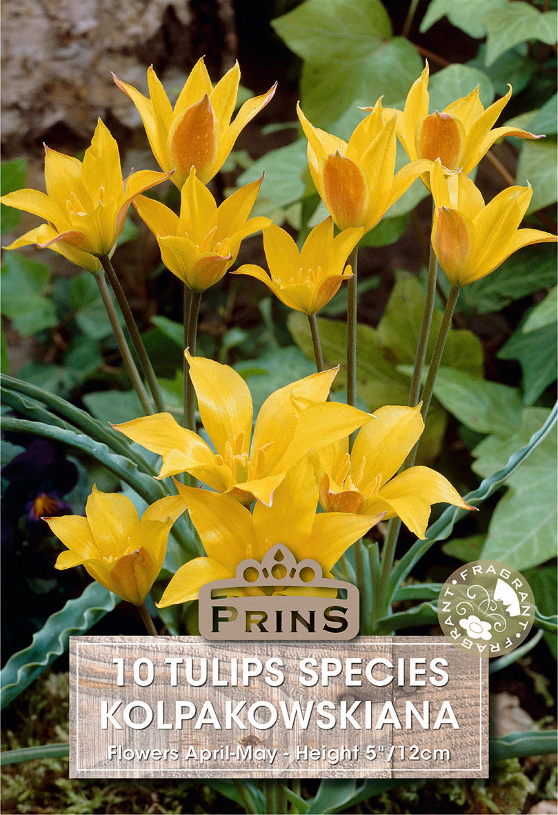 Tulips Kolpakowskiana 10 Per Pack