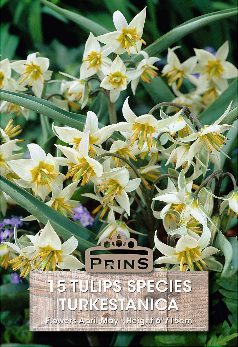 Tulips Turkestanica 15 Per Pack