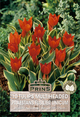 Tulips Praestans Fus Unicum 10 Per Pack