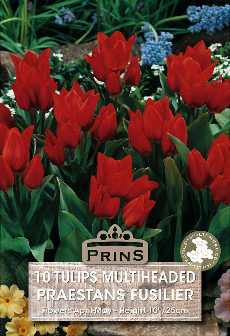 Tulips Praestans Fusilier 10 Per Pack