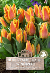 Tulips Winnipeg 10 Per Pack