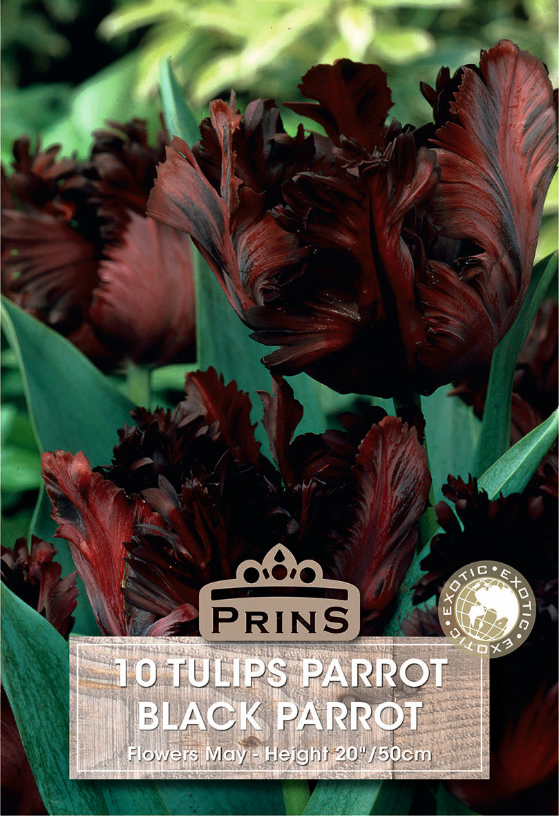 Tulips Black Parrot 10 Per Pack