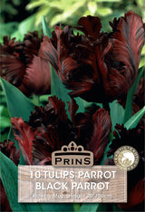 Tulips Black Parrot 10 Per Pack