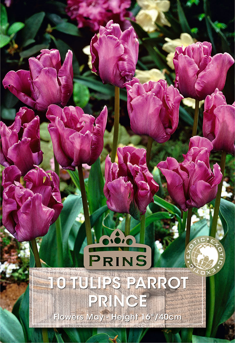 Tulips Parrot Prince 10 Per Pack