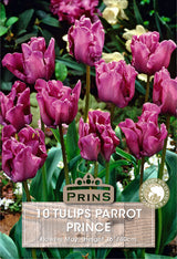 Tulips Parrot Prince 10 Per Pack